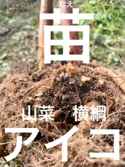 紅ウド　苗　株　まとめてセット 紅ウド 苗 株 まとめてセット