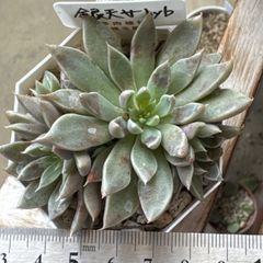 古都の葉さん 小桃いろは メルカリ便 札付き・抜き苗 大セール‼️古都の葉さん苗❣️小桃いろは❣️札付き❗️多肉