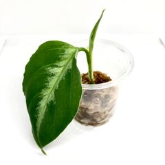 アグラオネマ  ピクタム トリカラー　幼苗