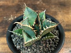 Agave Titanota アガベ チタノタ厳竜/南覇王 強棘 美株！発根済み 送料込み