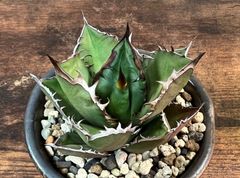 Agave titanota black fire/アガベ ブラックファイヤー 黒火焔/黒炎 美株！ 発根済み 送料込み