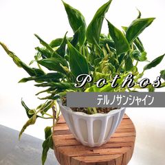 《観葉植物》ポトス　5号　テルノサンシャイン