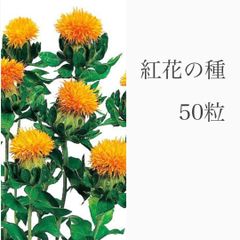 紅花の種　50粒