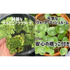 きれいなサルビニアククラータ1パック+ウォーターマッシュルーム5本