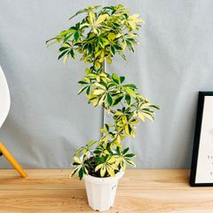［現品］♡美株♡  4番　シェフレラ　ハッピーイエロー　斑入り　曲がり　7号　観葉植物　室内　おしゃれ　かわいい