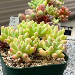 多肉植物  ☘️ 乙女心 いっぱい 抜き苗