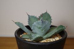 Agave ShawIst アガベ シャウィー×イシスメンシス - メルカリ