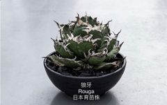 勉*ろ様 アガベ チタノタ 狼牙 大株 勉*ろ様 アガベ チタノタ 狼牙 大株 アガベ チタノタ 狼人 RN-03 |