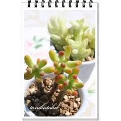 八千代 セダム 2寸ポット 弁慶草科 多肉植物 根付苗 多肉激安 セダム苗 可愛い多肉植物