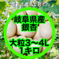 塩まき銀杏】 岐阜県産 銀杏 大粒 藤九郎 1キロ - メルカリ