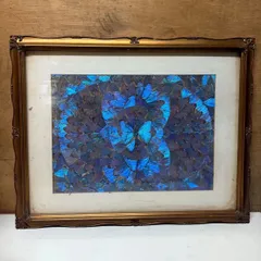 2025年最新】標本 モルフォ蝶の人気アイテム - メルカリ