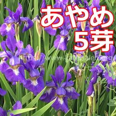 あやめ 苗 5芽 草花 山野草 紫色 多年草 ☆植え替え時♪