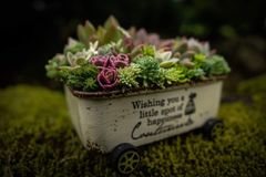 多肉植物寄せ植えちま寄せ花車