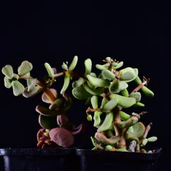 特大　ケラリアピグマエア　現地株 現品限り】ケラリア・ピグマエア 現地株 大株 コレクション