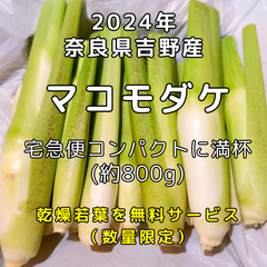 マコモダケ（マコモタケ）宅急便コンパクトに満杯（約８００グラム）　☆栽培期間中農薬不使用　☆マコモの乾燥若葉を数量限定で無料サービス実施中　☆吉野川（奈良県）の清流で育った真菰のめぐみ