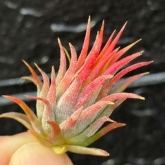 ふっくら＊ オレンジピンク系紅葉＊ チランジア イオナンタ ヘーゼルナッツ Tillandsia ionantha Hezel Nut＊エアプランツ＠フラワーショップ江口