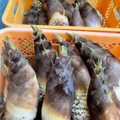 淡路島産　無農薬　生たけのこ