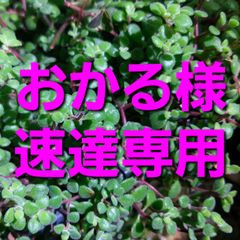 おかる様速達専用