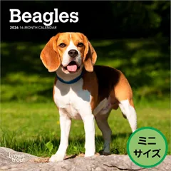 【輸入版】2026年 ビーグル 壁掛けミニカレンダー / ブラウントラウト (Beagles Calendar)