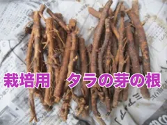 2025年最新】タラの芽苗木の人気アイテム - メルカリ