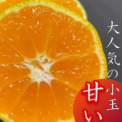 愛媛産　極早生みかん　家庭用10kg小玉サイズ