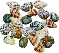 【在庫処分】天然ヤドカリの殻、ヤドカリの供給、ヤドカリの殻の装飾のための大きい中小1-7 cmのさまざまな開きサイズの真珠の貝殻 (S:20個 1-2CM)