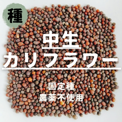 【種】中生カリフラワー　農薬不使用　30粒