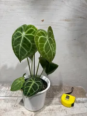 2025年最新】アンスリウムクラリネルビウムの人気アイテム