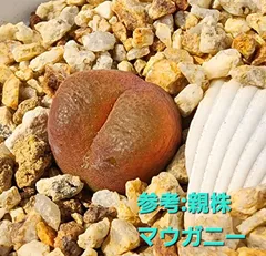 2025年最新】マウガニーの人気アイテム - メルカリ