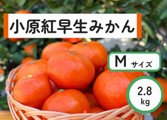小原紅早生みかん　Mサイズ　2.8kg