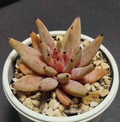 エケベリア 原種 ウングイクラタ ジャウジャル その8 unguiculata jaujal　ケーレス実生苗　月曜or火曜日発送