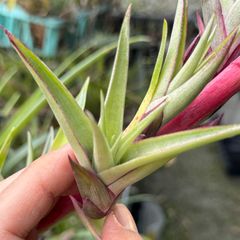 5/2カット済み＊ 花茎から子株を出すヴィヴィパラ品種＊ チランジア セクンダ ビビパラ Tillandsia secunda v. Major vivipara＊エアプランツ＠フラワーショップ江口