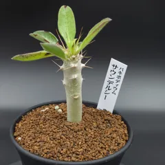 2025年最新】パキポディウム サンデルシー 白馬城の人気アイテム