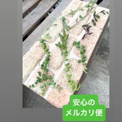 斑入りバナナ　中型観葉植物 緑白ストライプ 斑入りバナナ 中型観葉植物 緑白ストライプ 斑入りバナナ 中型