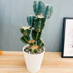 越冬済み　柱サボテン 10頭発根　サボテンブランチ　メキシカン　チカーノ 越冬済み 柱サボテン 10頭発根 サボテンブランチ メキシカン