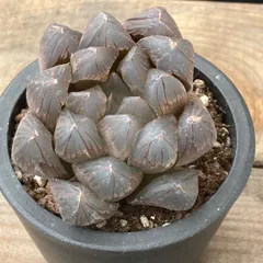 2025年最新】ブラックオブツーサの人気アイテム - メルカリ