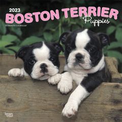 【輸入版】2023年 子犬のボストンテリア カレンダー ブラウントラウト
