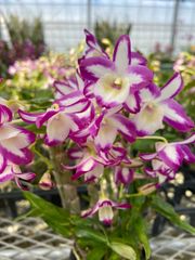 洋ラン 洋蘭 原種 カトレア E. cordigera 'Hinomaru' - メルカリ