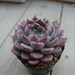 多肉植物 七福美尼 抜き苗(群生) - メルカリ