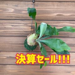 ⑦ ネザーランド ビカクシダ 苔玉 観葉植物 吊るし インテリア コウモリラン