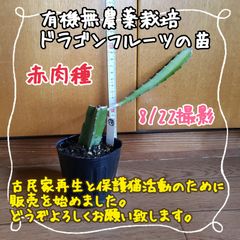 【新芽伸び伸び♪】無農薬栽培ドラゴンフルーツ(赤)の苗⑱