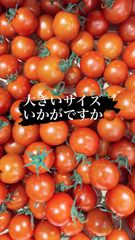 熊本県産ミニトマト千果２kg大きいサイズお得です！