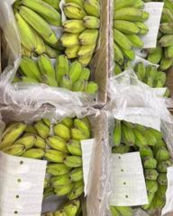 [毎週入荷]　　生鮮  フィリピン産 サババナナ（調理バナナ）　2箱　8ハンド　～20kg