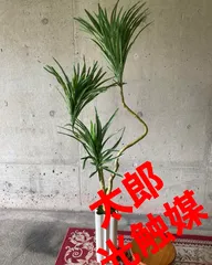 2024年最新】観葉植物 造花 コンシンネの人気アイテム - メルカリ