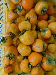 ☆大特価　市田柿　10kg ☆大特価市田柿10kg