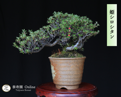 八房極小葉『姫白紫檀』姫シロシタン 小品盆栽【泰寿園 Online】雑木盆栽 紅葉盆栽 ミニ盆栽 盆栽鉢 初心者 室内 鑑賞 趣味 卓上盆栽 グリーン 和 ギフト プレゼント 贈答品 ギフト用盆栽 誕生日 母の日 父の日 敬老の日 記念日 お祝い