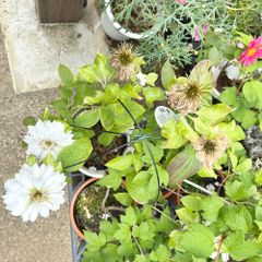 クレマチスダッチェスオブエジンバラ5号鉢来季用