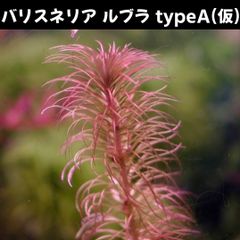 バリスネリア sp ルブラ typeA(仮)  2本 水中葉  送料無料