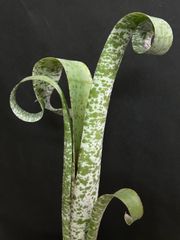 【スポットが美しい】ケスネリア  マルモラータ ティムプローマン  #10  /  観葉植物  タンクブロメリア