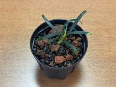 Burttianthus velutandrus 2018年【TB】2012.05.06